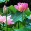 蓮の花（ロータス）に学ぶ、知性や慈悲との向き合い方